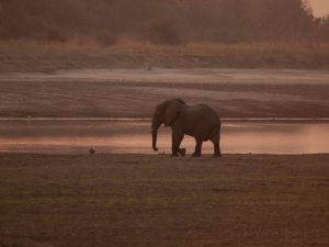Elephant baby in evening glow at South Luangwa National Park
