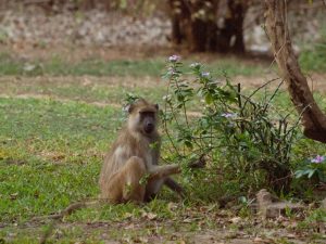 Baboon in South Luangwa National Park
