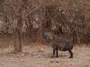 Fet hyena in South Luangwa National Park