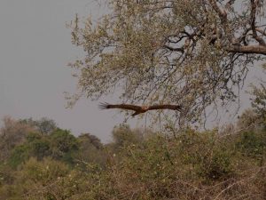 Arrival of the vultures in South Luangwa National Park