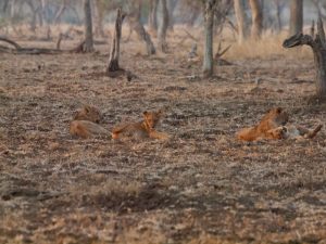 Invisible lions in South Luangwa National Park