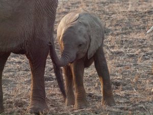 Baby elephant in South Luangwa National Park