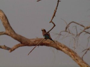 Kingfisher on branch in South Luangwa National Park