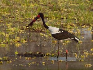 Beautiful colors of a saddle billed stork in South Luangwa National Park