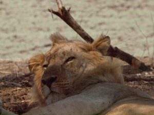 Sleepy face of a lion in South Luangwa National Park