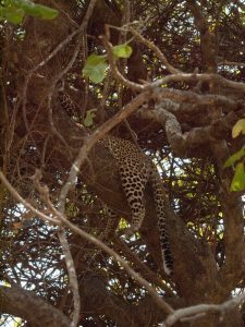 Leopard in tree at South Luangwa National Park