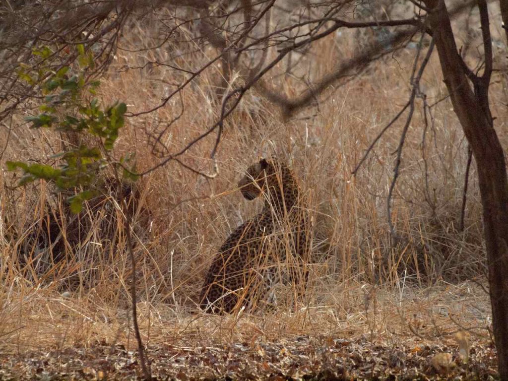 Leopard in South Luangwa National Park
