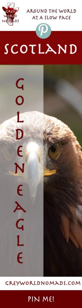 Golden Eagle In Loch Lomond Bird Of Prey Centre
