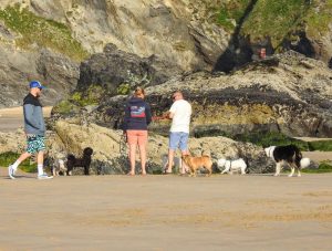 Newquay Cornwall Holidays On The Beach - Dog-friendly Newquay