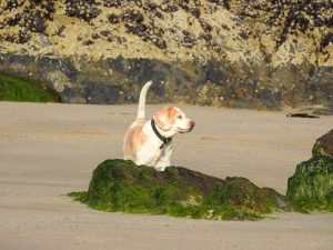 Dog-Friendly Cornwall