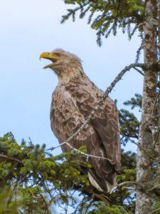 We spotted a juvenile sea eagle in the Wester Ross of Scotland. It is a positive sign for the successful reintroduction as sea eagles had been extinct in the 20th century for almost 60 years.