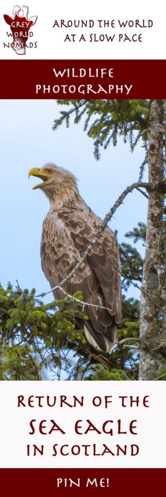 greyworldnomads-sea-eagle