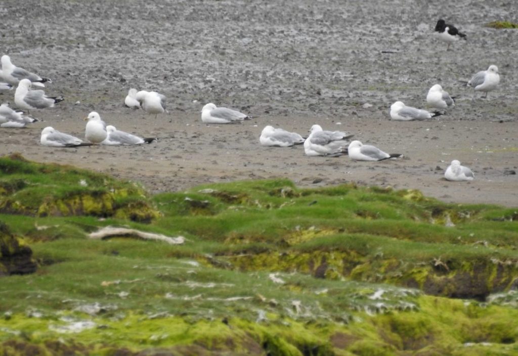 Notes From The Black Isle in Scotland - GLOBAL GREY NOMADS