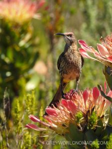 In the Fynbos of the Hottentots Holland Mountains in South Africa we found plenty Cape Sugarbirds enjoying themselves sipping nectar of the protea plants.