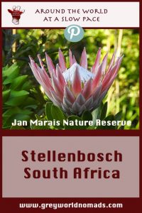 Spring knocks at the door of South Africa in the beautiful wine region of Stellenbosch, Western Cape.