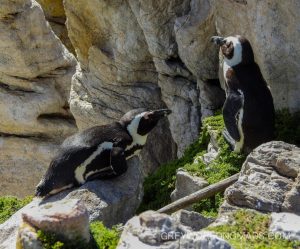 The African (or Jackass) Penguin was almost extinct. Conservation efforts in South Africa fortunately have boosted the numbers.