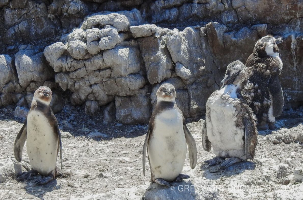Stony Point Pinguin Colony, Betty's Bay, South Africa