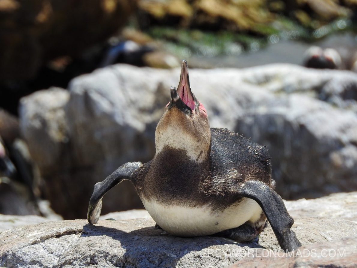 Stony Point Pinguin Colony, Betty's Bay, South Africa