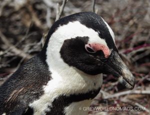 The African (or Jackass) Penguin was almost extinct. Conservation efforts in South Africa fortunately have boosted the numbers.