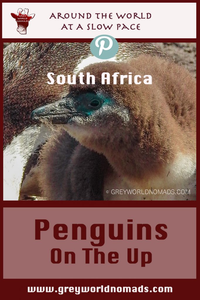 penguins-southafrica-2