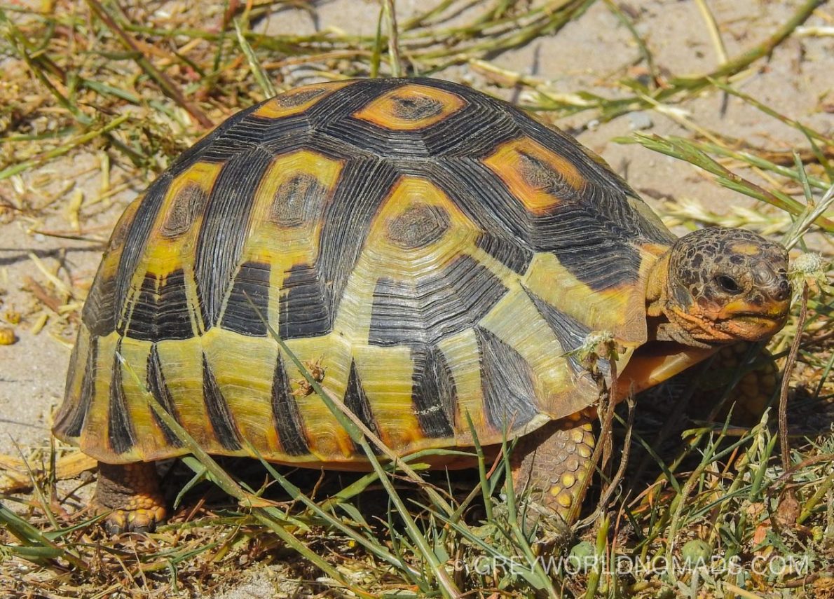 Tortoises Knock At The Door | THE WILD LIFE