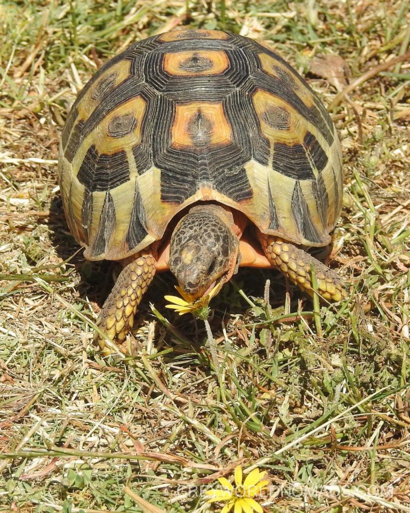 Tortoises Knock At The Door 