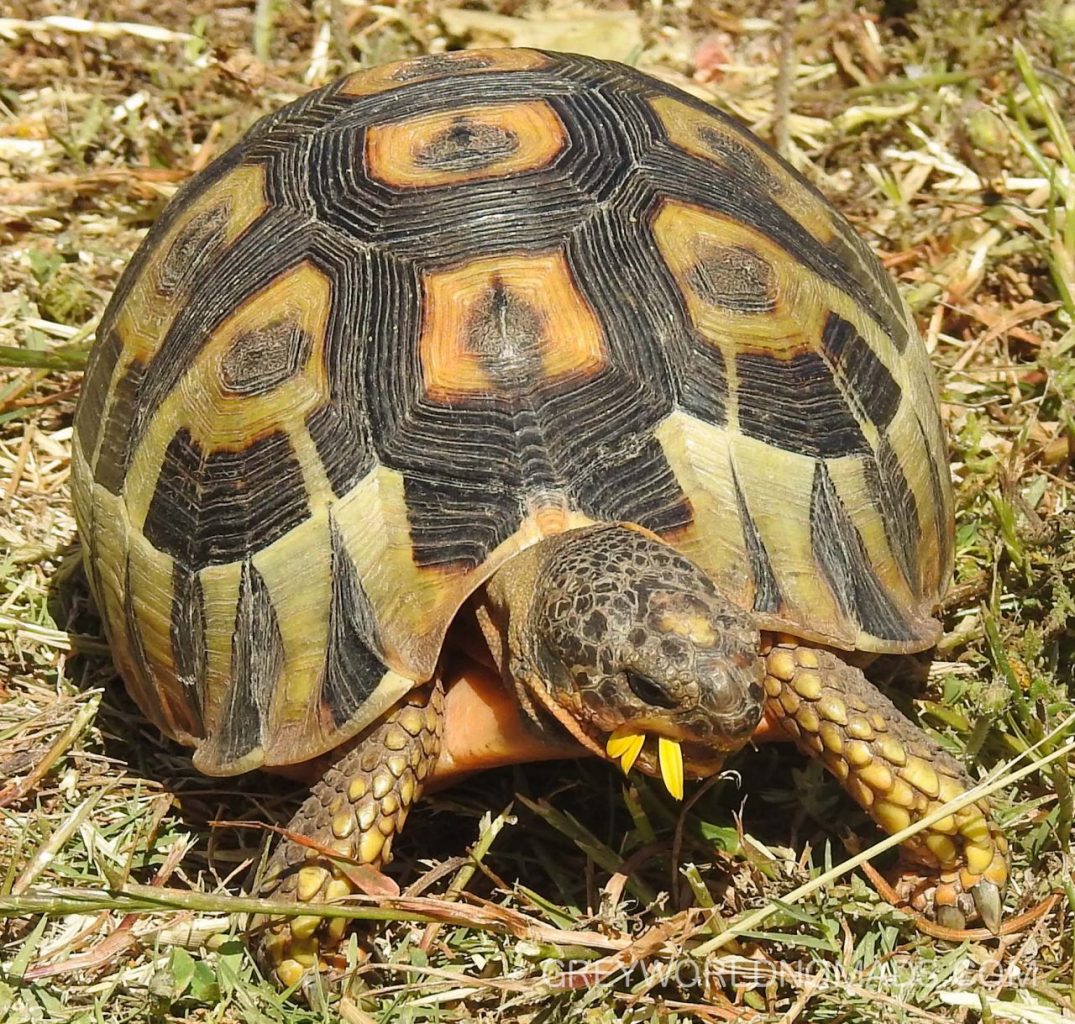 Tortoises Knock At The Door | THE WILD LIFE