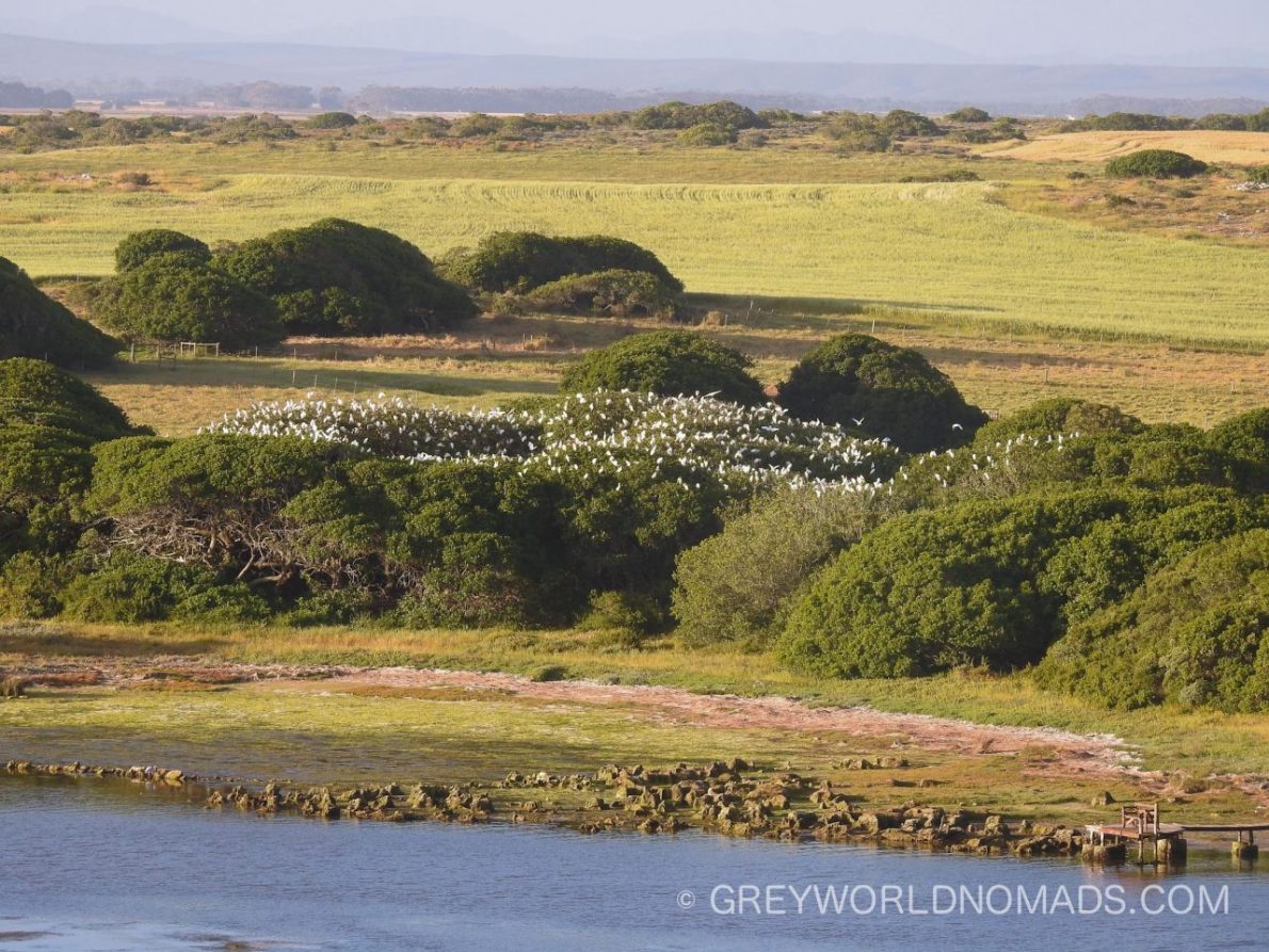Birding enthusiasts find a paradise in De Mond Nature Reserve near the most southern point of Africa. 