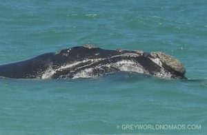 Whales like the Southern Right Whale migrate from the cold Antarctic to the warmer waters of the South African coast to breed before returning to the Antarctic summer.