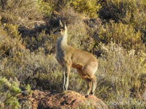 Various Antelopes, Mountain Zebras, some predators and the world highest concentrations of breeding black eagles populate the Karoo National Park in South Africa.