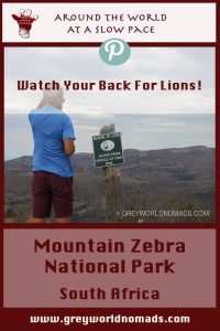 The Mountain Zebra National Park was founded to safe the remaining herd of a few Cape Mountain Zebras in the Karoo near Cradock, South Africa. Nowadays also black rhino, buffalo, cheetah, brown hyena and lions have been re-introduced.