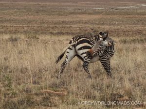The Mountain Zebra National Park was founded to safe the remaining herd of a few Cape Mountain Zebras in the Karoo near Cradock, South Africa. Nowadays also black rhino, buffalo, cheetah, brown hyena and lions have been re-introduced.