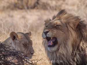 Kgalagadi Transfrontier Park (Kalahari Gemsbok National Park) - Best Game Park in South Africa - Botswana for lion and cheetah - sightings and birding.