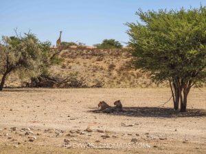 Kgalagadi Transfrontier Park (Kalahari Gemsbok National Park) - Best Game Park in South Africa - Botswana for lion and cheetah - sightings and birding.