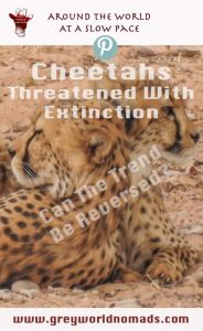 Despite being the fastest land animal on Earth the Cheetah seems to be loosing its race into extinction. Only a few thousand are left in Africa.