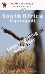 A Martial Eagle and a Tawny Eagle hassle each other for nest building material.