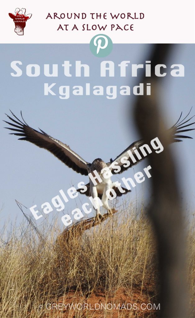 eagle-hassling-kgalagadi-2