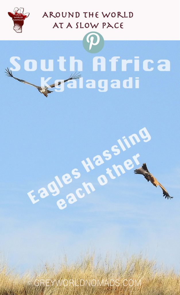 eagle-hassling-kgalagadi-3