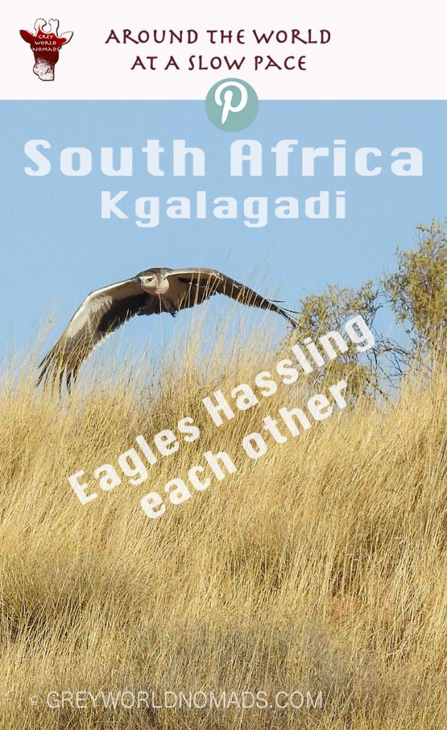 eagle-hassling-kgalagadi