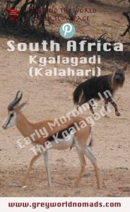 The Kgalagadi Transfrontier Park boasts of wildlife. Herds of antelopes provide food for predators, both to be watched frequently at the waterholes.