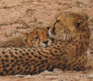 Despite being the fastest land animal on Earth the Cheetah seems to be loosing its race into extinction. Only a few thousand are left in Africa.