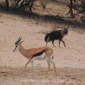 The Kgalagadi Transfrontier Park boasts of wildlife. Herds of antelopes provide food for predators, both to be watched frequently at the waterholes.