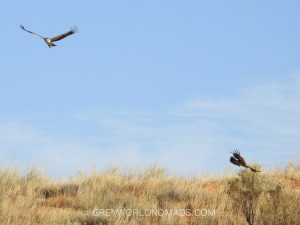 A Martial Eagle and a Tawny Eagle hassle each other for nest building material.