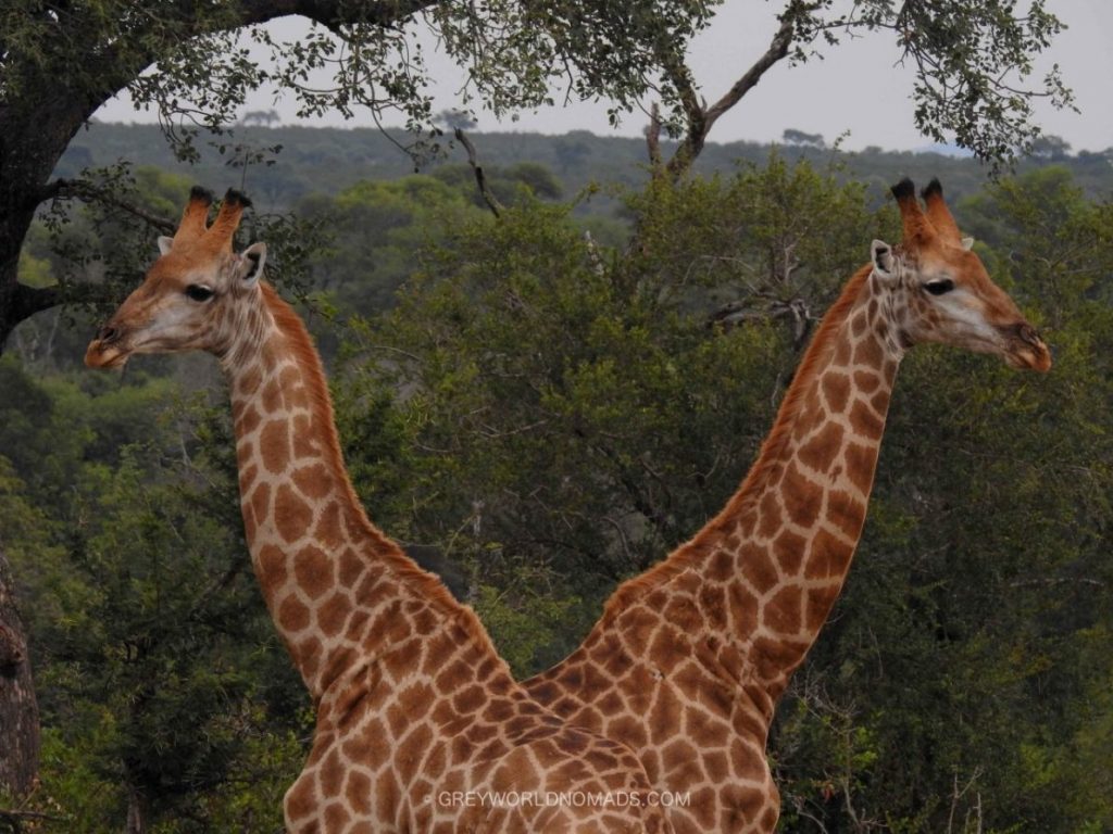 Wildlife Photography: Giraffes in Kruger National Park near Malelane Satellite Camp at the Crocodile River in South Africa.