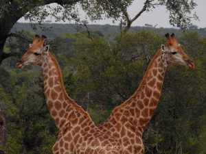 Wildlife Photography: Giraffes in Kruger National Park near Malelane Satellite Camp at the Crocodile River in South Africa.