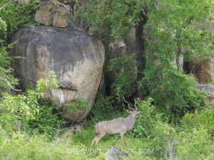 Which is the best time to visit Kruger National Park? Is the best place on earth for self drive and guided safaris rightly praised as year around destination?