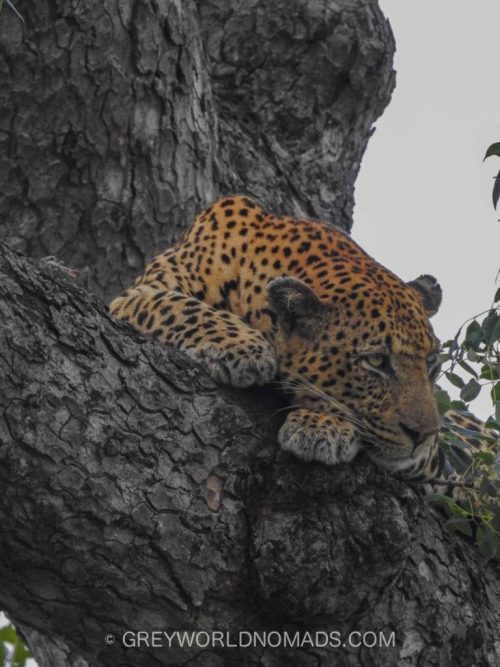 leopard-in-tree-kruger-southafrica-1