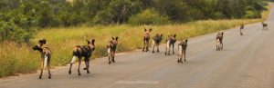 Kruger National Park Animals - Wild Dogs