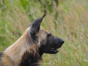 Greater Kruger National Park - Wild Dog