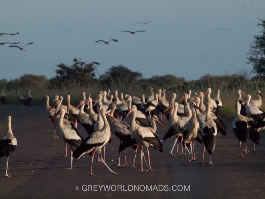 storks-on-road-kruger-southafrica-1.jpg